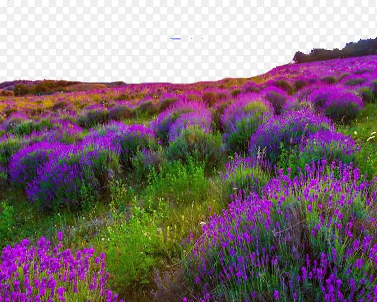 ��Ҷ޹�²�-������