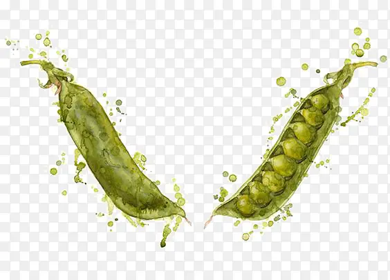 �㶹-������