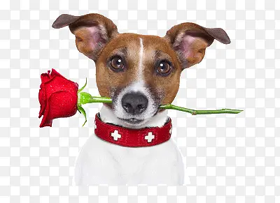 ����õ��-������