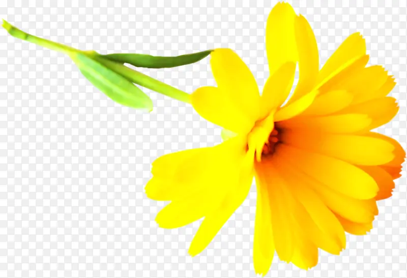 ��Ҷ�����-������