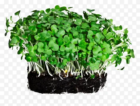 ��ѿ-������