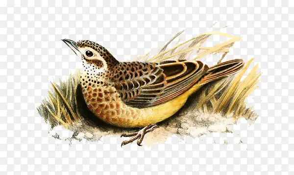 �ֻ���ȸ�廭-������