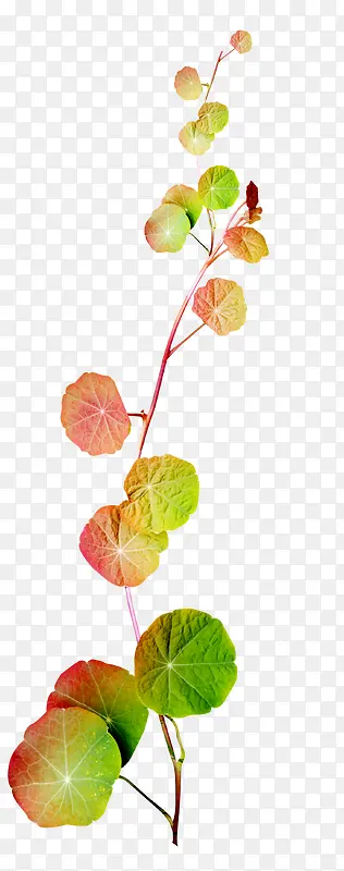 ��֦-������