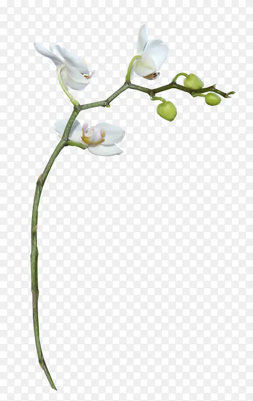 ��֦�ϵĻ�-������