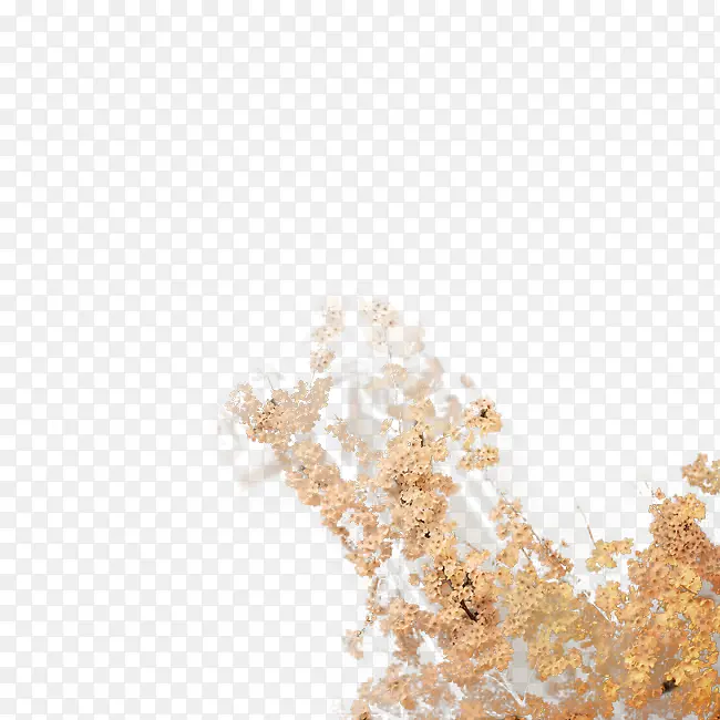 �ͷ���֦-������