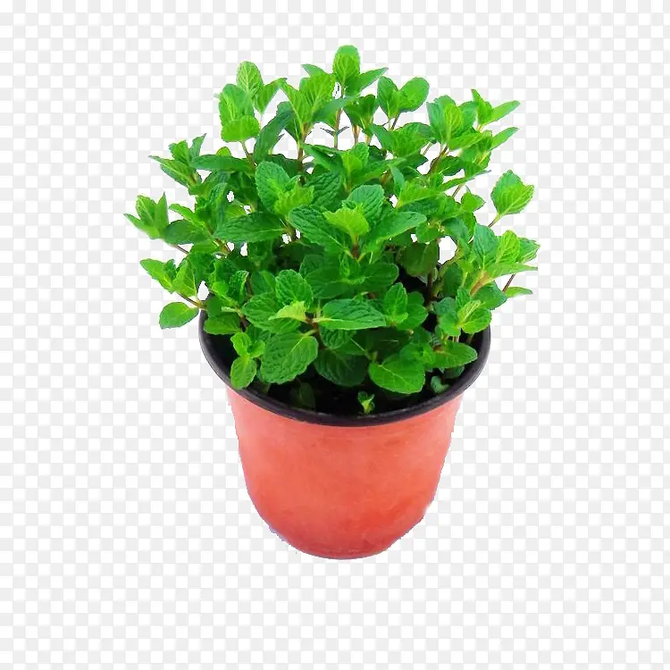 ��ֲ����-������