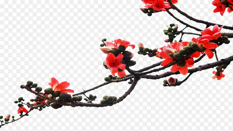 ��֦�ϵ�ľ�޻�-������