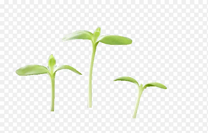 ��Ҷ-������