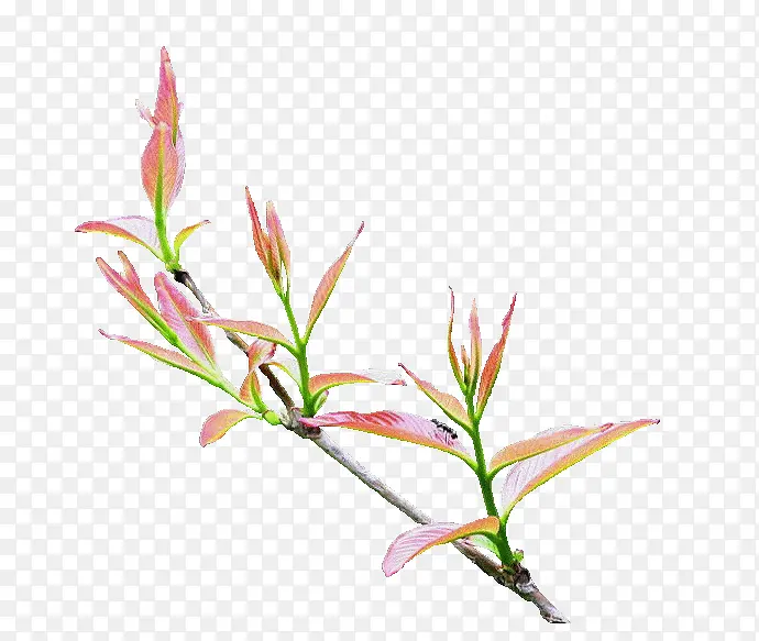 ��֦-������