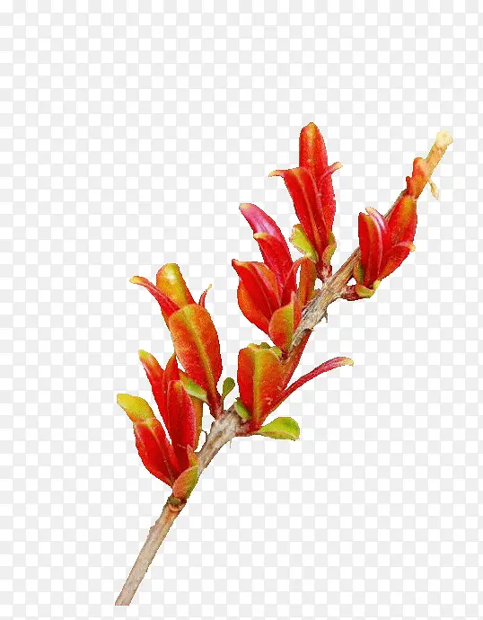 ��֦-������