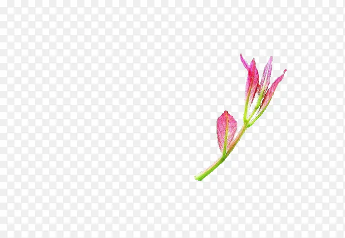 Ҷ��-������