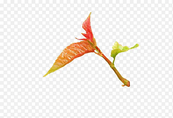 Ҷ��-������