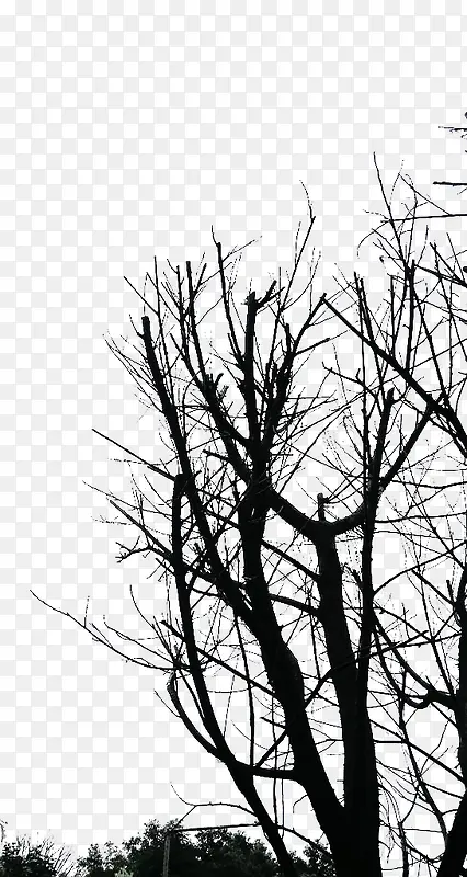 �����ĸ���֦-������