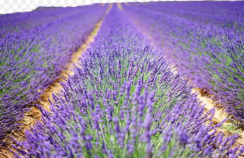 ��ɫ޹�²ݻ�������-������