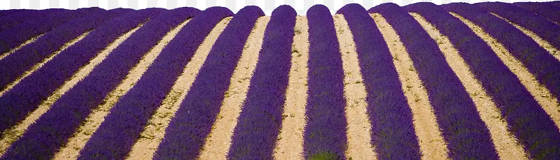 ޹�²��ﻨ��-������