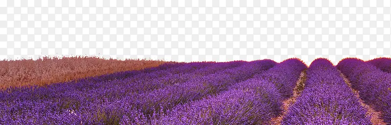 ޹�²ݻ��ﻨ��-������