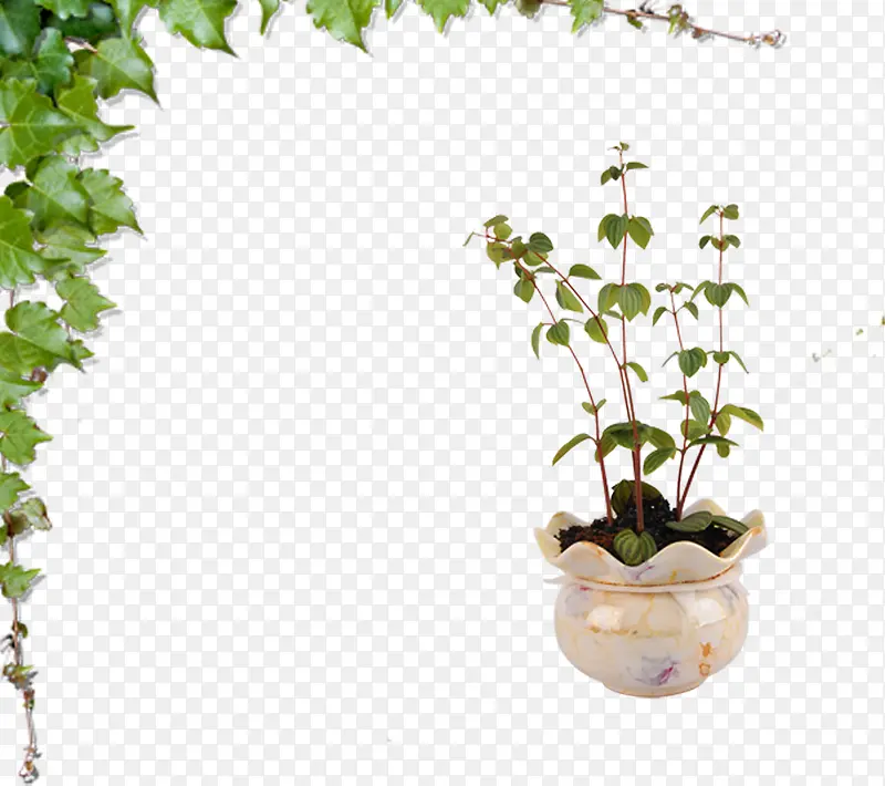 ��֦��Ҷ����-������