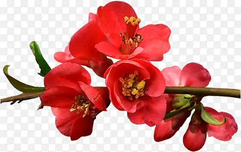 �ʻ����ݻ���ͼ���ز�-������