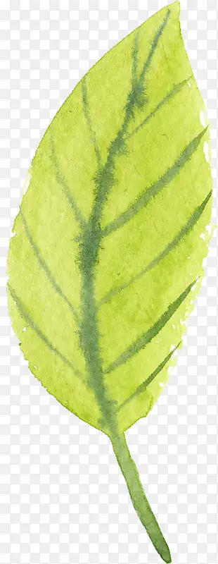 ˮ����Ҷ��ɫ-������