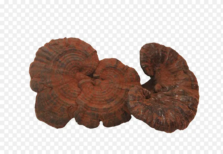 Ұ������֥-������