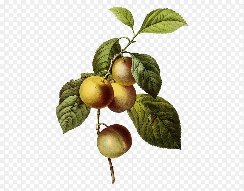 ��֦�ϵ�����-������