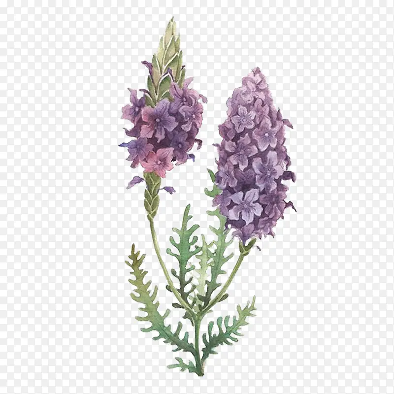 ޹�²ݲ��ز����-������