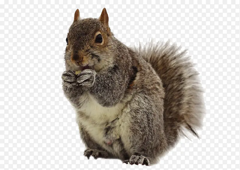 �ɰ�����-������