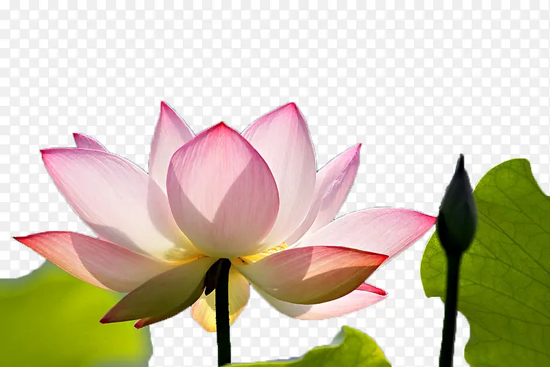 ����˵�ɻ�-������