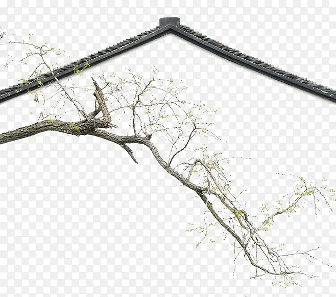 С�߷����Ŀ���֦��ѿ��-������