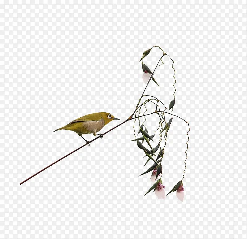 �������ڲ�֦��-������