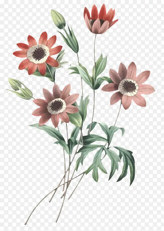 ��ɫС�ջ�-������