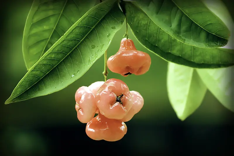 �޻���ֲ����Ӱ΢��-������