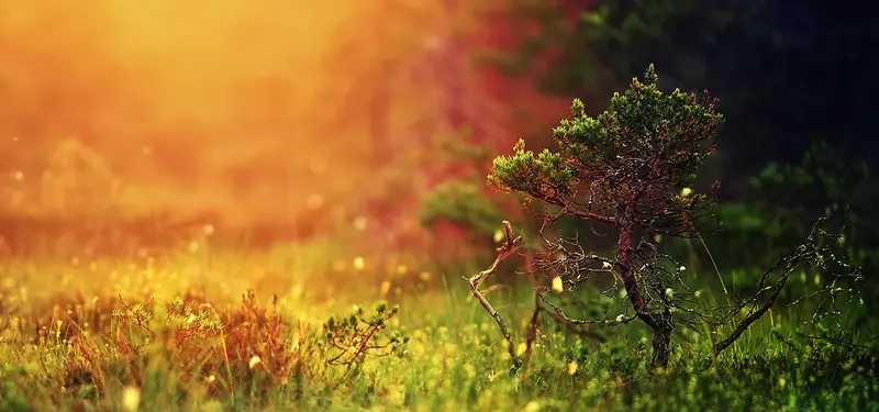 Ψ����Ӱ����-������