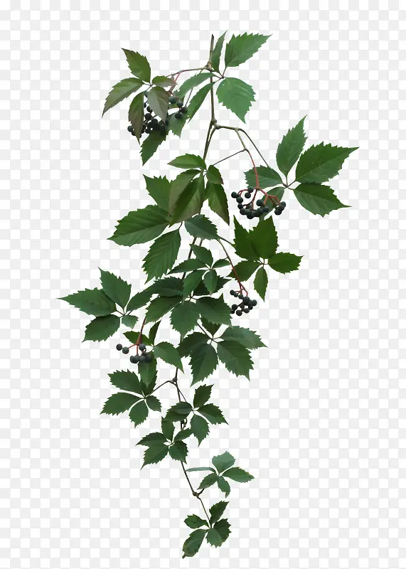 ��Ҷ-������