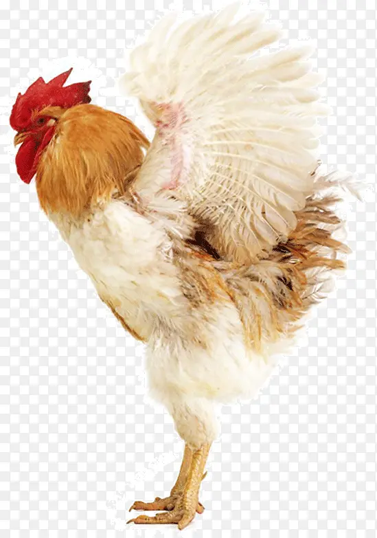 ��ɫ��ĸ��-������