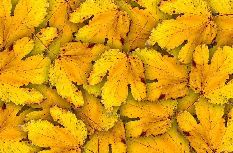 ������Ҷ����-������