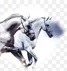 ��ɫ�����ֻ�ս��-������