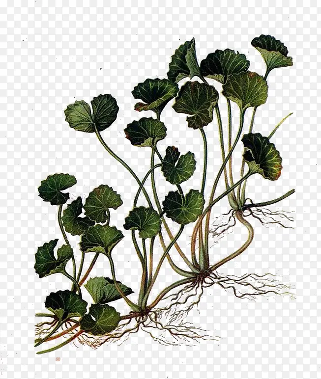 �滭���ѩ��-������