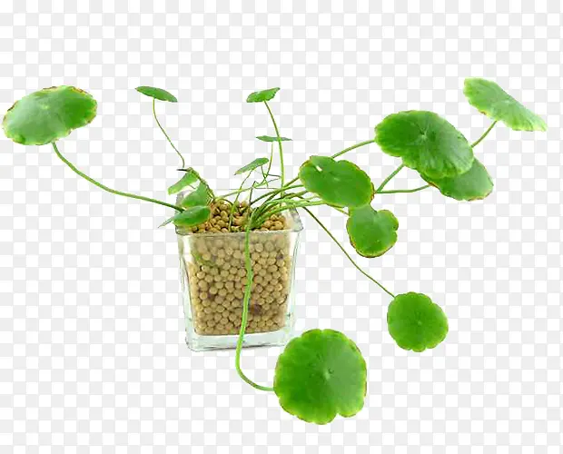 ��ѩ������-������