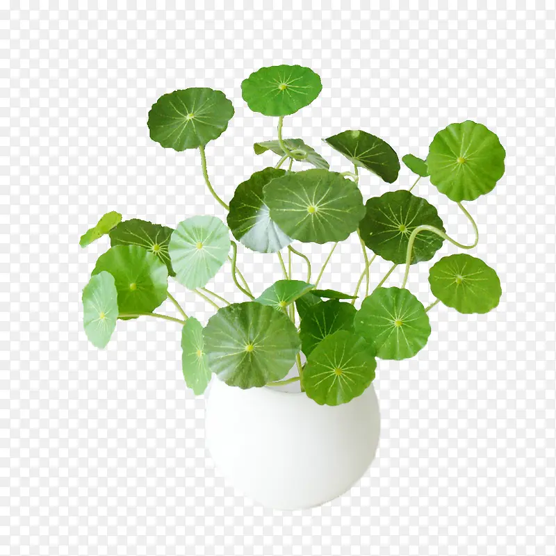 ��ѩ������-������