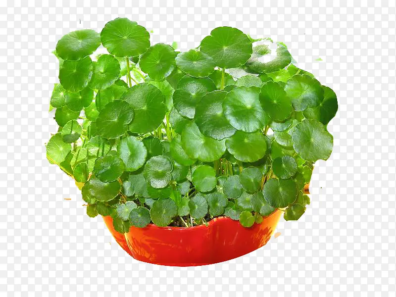 ��ѩ�ݹ�Ч-������