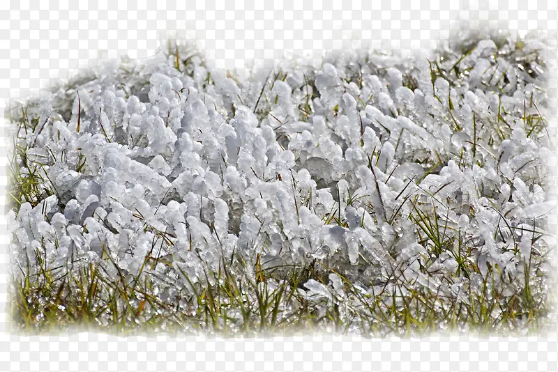 ��ѩ���������-������