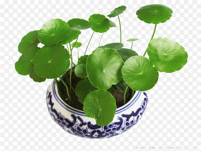 ��ѩ��-������