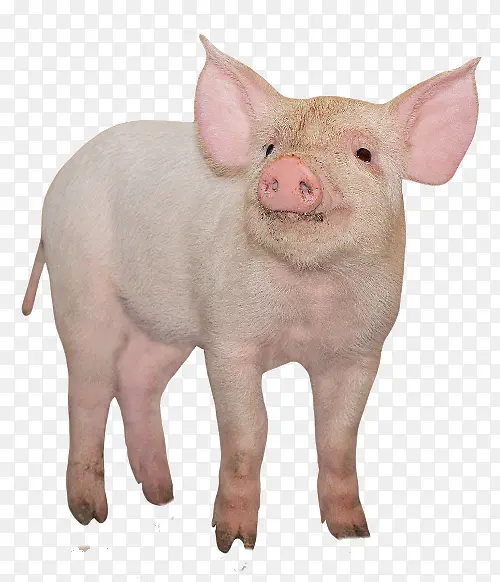 ��ɫС��-������