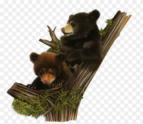 ��֦�ϵ������ز�-������