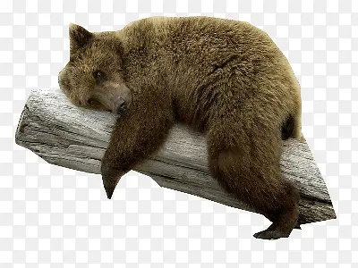 ��ɫſ����֦�ϵ�С��-������