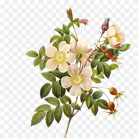 ɽ�軨�廭-������