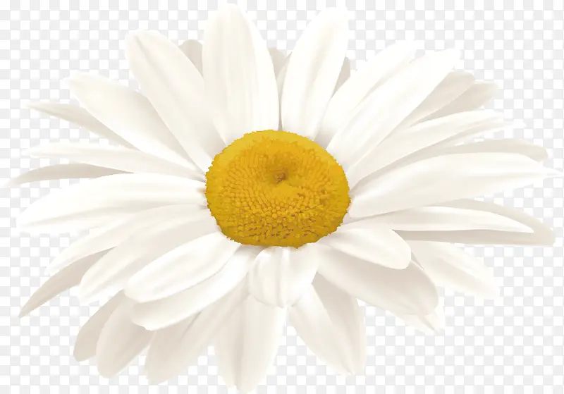 ��ɫ�ջ�-������