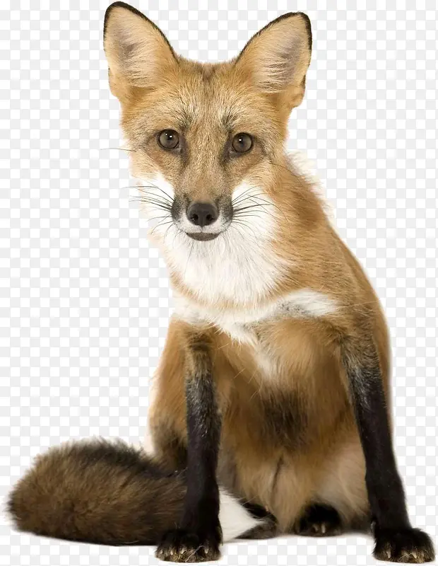 �ɰ��ĺ���-������