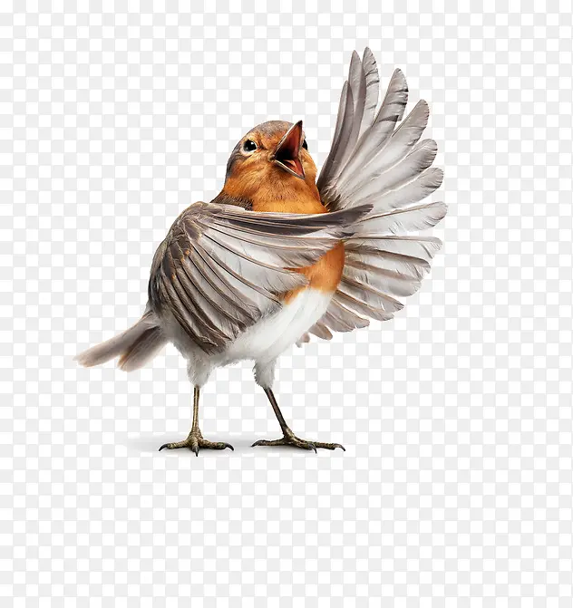 �����С��-������